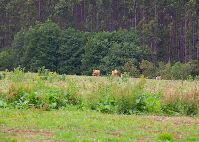 Casa Rico De Medin Konukevi O Pino